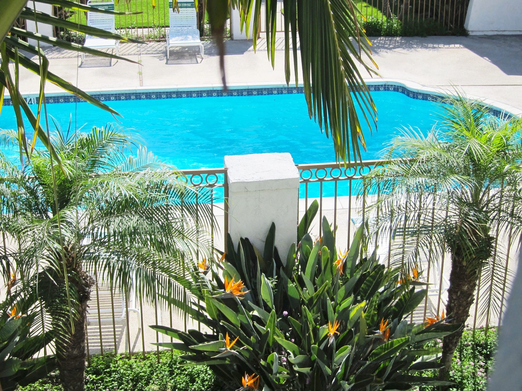 Peek between the palm trees and see the pool at the Casa Cortez apartment homes in Tustin California .